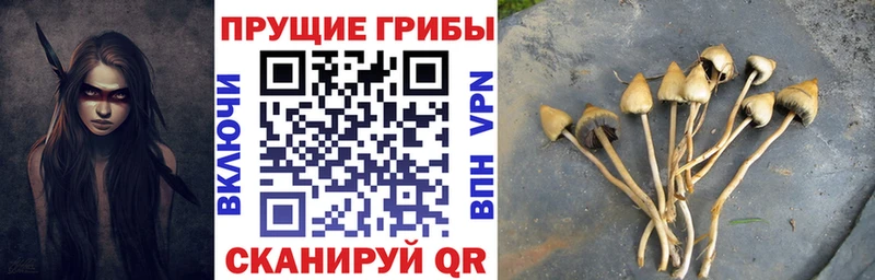 где можно купить   Палласовка  Псилоцибиновые грибы Cubensis 